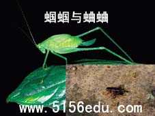 外国诗两首(蛔蛔与蛐蛐,夜)ppt课件3