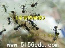 北师大版《辛劳的蚂蚁》ppt课件2