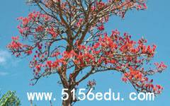 《世界上最美的18棵树》图片欧宝体育吧